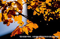 SMU大學(xué)商業(yè)信息技術(shù)碩士介紹