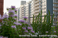 本科掛科影響申請英國QS前100大學(xué)碩士嗎？